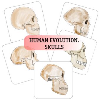 Preview of MONTESSORI GREAT STORY of PEOPLE. Early man (hominids) skulls cards