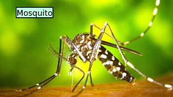Preview of MOSQUITO: Animated Keynote/PPT Presentation, Colorful Science