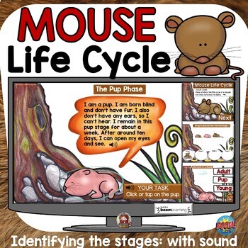 Know Your Rodents Life Cycle