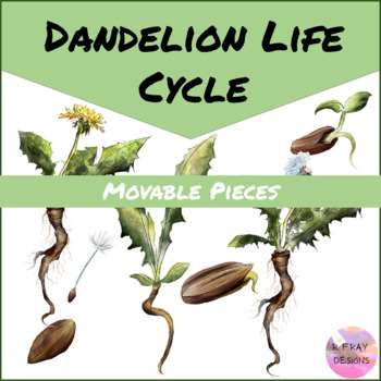 Preview of MOVABLE Dandelion Life Cycle Watercolor Clip Art