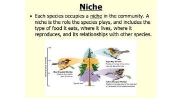 animal niche examples