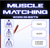 Preview of MUSCLE MATCHING - Anatomy Worksheets | By AlgoThink