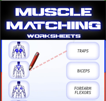 Preview of MUSCLE MATCHING - Anatomy Worksheets | By AlgoThink