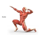 MUSCLE SYSTEM POWERPOINT PRESENTATION- remote learning