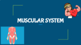 MUSCULAR SYSTEM 