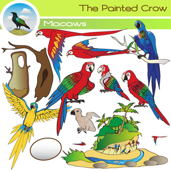 Preview of Macaw Life Cycle - Bird Clip Art Set - Parrots - 28 Piece Color and Blackline