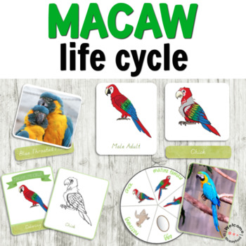 Preview of Montessori Macaw Life Cycle Activities