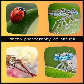 Preview of Macro Photography of Nature