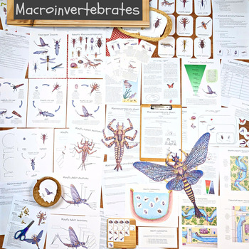 Preview of Macroinvertebrates: a hands-on aquatic ecology unit!