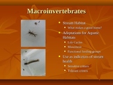 Macroinvertebrates and Stream Ecology Powerpoint