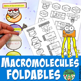 Macromolecules Foldables