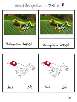 Preview of Madinah Arabic Book 1 : Vocabulary Flashcards (Montessori 3-part cards) Lesson 1
