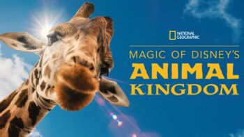 Preview of Magic of Disney's Animal Kingdom Bundle Episodes 1-8 Movie Guides Worksheets