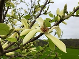 Magnolia Flower - Close-Up Stock Photo