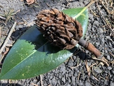 Magnolia Tree Bulb Seed Pod