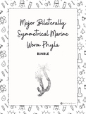 Major Bilaterally Symmetrical Marine Worm Phyla FULL LESSO