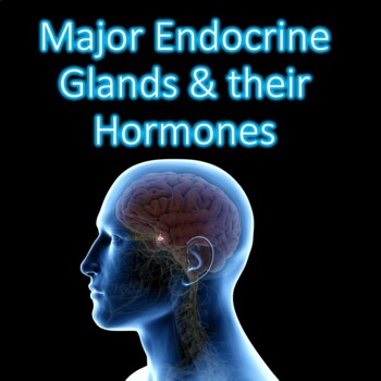 Preview of Major Endocrine Organs & Their Hormones