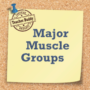 Preview of Major Muscle Groups Activity