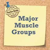 Major Muscle Groups Activity
