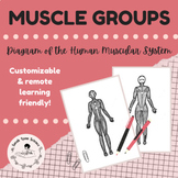 Major Muscle Groups Diagram