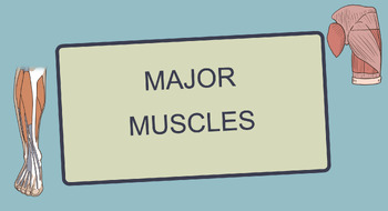 Preview of Major Muscles