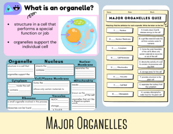 Preview of Major Organelles Bundle