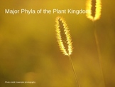 Major Phyla in the Plant Kingdom