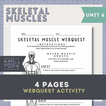 Preview of Major Skeletal Muscles WebQuest - Anatomy Unit 6 The Muscular System