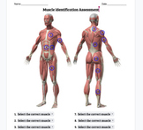 Major muscle group Identification quizzes (3 versions-prin