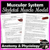 Skeletal Muscle Anatomy Modeling Activity for the Muscular System