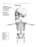 Make a Face! Muscle Origin & Insertion Activity