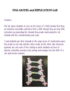 Making A Model Of Dna And Replication Lab By Hemenway Science Tpt