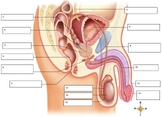 Male & Female Reproductive Labeling - Digital - Fillable W