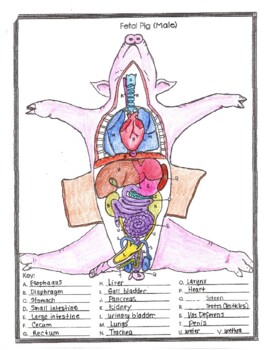 fetal pig dissection diagrams digestive