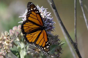 Preview of Monarch butterfly (Danaus plexippus) on Showy Milkweed stock photograph