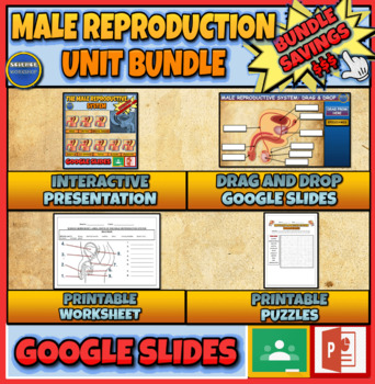 Preview of Male Reproduction Unit Bundle: Presentation | Drag & Drop | Puzzles |Worksheets