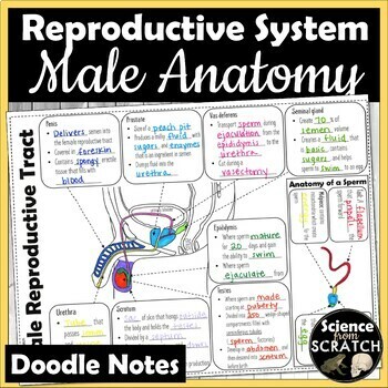 Preview of Male Reproductive System Anatomy Doodle Notes