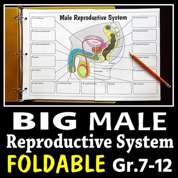Preview of Male Reproductive System - Big Foldable for Interactive Notebooks or Binders