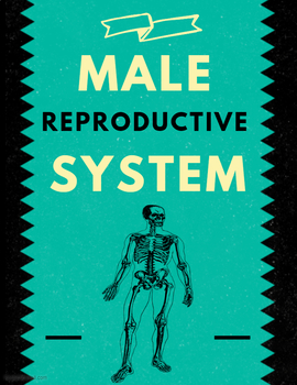 Preview of Male Reproductive System in Humans (Biology Lecture)