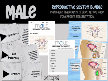 Preview of Male Reproductive System Resource Kit