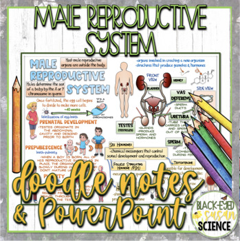 Preview of Male Reproductive System Doodle Notes & Quiz + PowerPoint