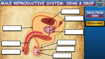 Preview of Male Reproductive System: Drag & Drop Worksheet: Google Slides. Powerpoint