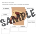 Male Reproductive System Graphic Organizer Labeling with KEY