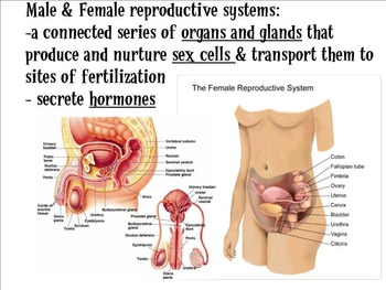 Preview of Male Reproductive System Lecture SMART Notebook