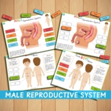 Male Reproductive System Parts of Body Human Anatomy Boy G