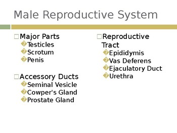 Preview of Male Reproductive System PowerPoint