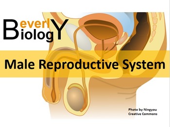 Preview of Male Reproductive System PowerPoint (& free student handout)