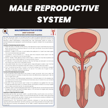 Preview of Human Male Reproductive System and Organs | Anatomy and Physiology Unit