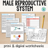 Male Reproductive System - Reading Comprehension Worksheets