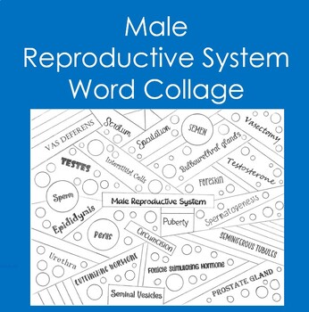 Preview of Male Reproductive System Word Collage (Coloring, Anatomy, Health)